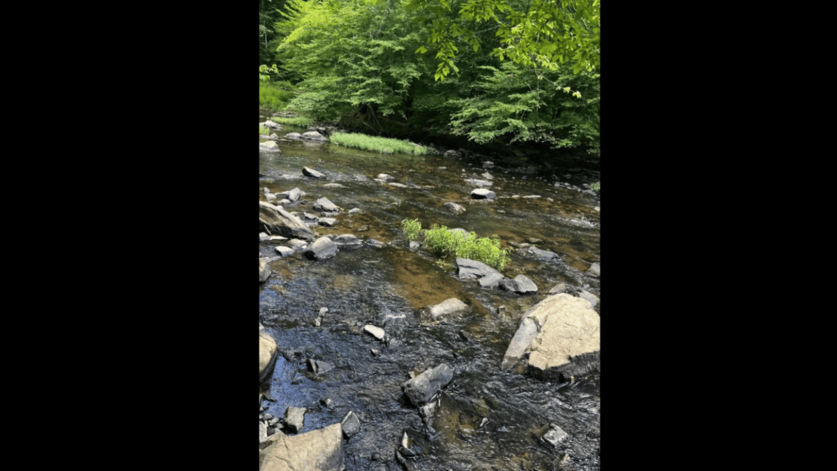 test-your-survival-instincts-by-spotting-the-deadly-snake-in-under-10-seconds